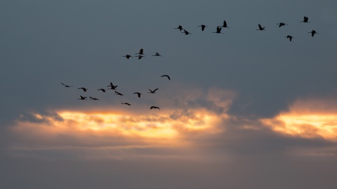 Leo Wijering: Natuurfotografie