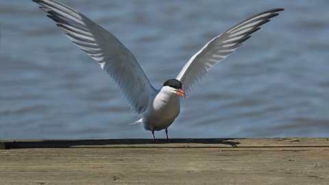 De natuur in het voorjaar door Leo Wijering