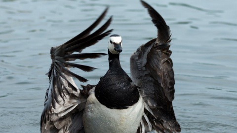 Nieuws van Vogelwerkgroep Losser