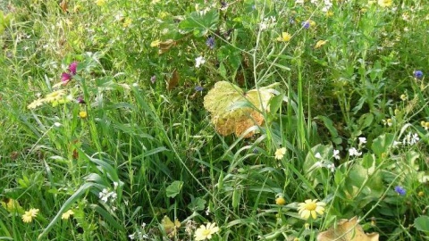 Gratis bloemenzaad voor het bloemenlint