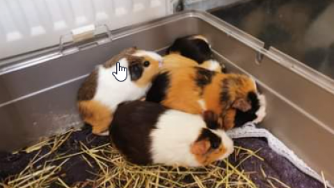 21 cavia's in sloot bij Lutterzand