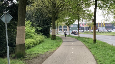 Gemeente experimenteert met bestrijding eikenprocessierups