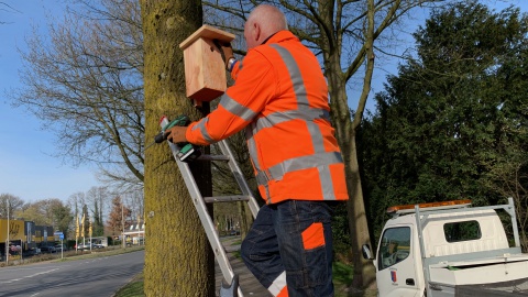 Gemeente lokt mezen in strijd tegen eikenprocessierups