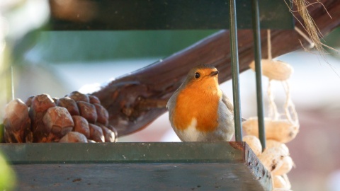 Basisschoolproject “VOGELS” van IVN Oldenzaal-Losser