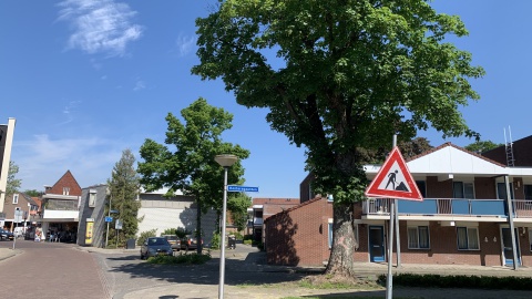 3 en 4 juni worden 6 bomen gekapt