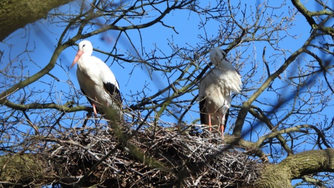 Eerste ooievaars weer gearriveerd