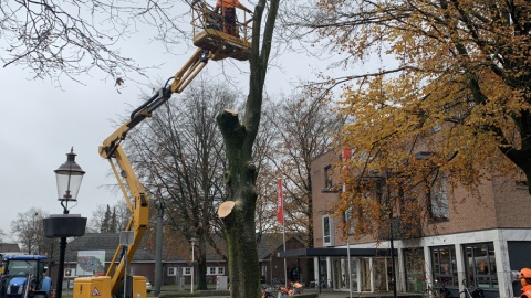 Boom bij 't Lossers hoes gekapt (vervolg)