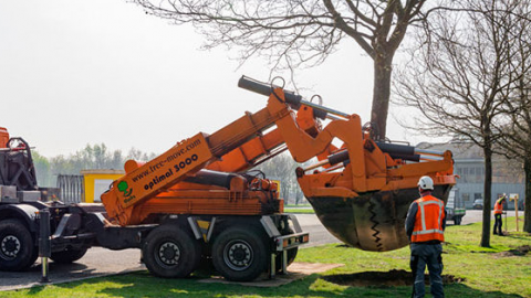 25 maart  verhuizen 2 grote Elzenbomen naar nieuwe plek