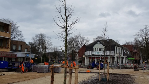 Nieuwe bomen in centrum Losser