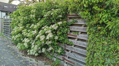 Losserse buren vergroenen samen met de Groene Loper