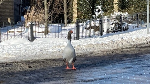 Nieuw onderkomen gezocht voor gans Kraesgenberg