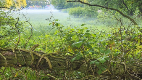 Natuurmonumenten gaat houtwallen onderhouden in en om De Lutte