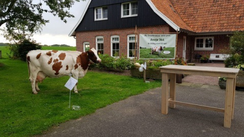 Feest bij Sniedersboer in Beuningen: koe Ansje is feestvarken