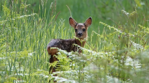 Zorgen om rust in de kraamkamer natuur