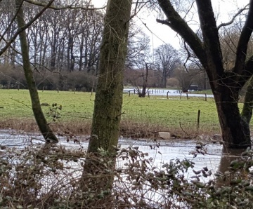 Hoog water in de Dinkel op z’n retour