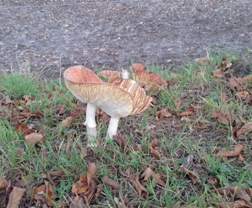 De herfst in beeld
