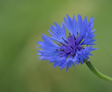 Natuurfoto's van Leo Wijering