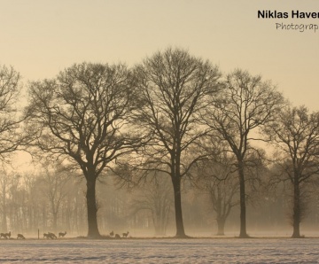Winter sfeer  — foto’s van Niklas Haverkate
