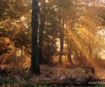 Astrid Velthuis – zondagochtendwandeling Oelermars