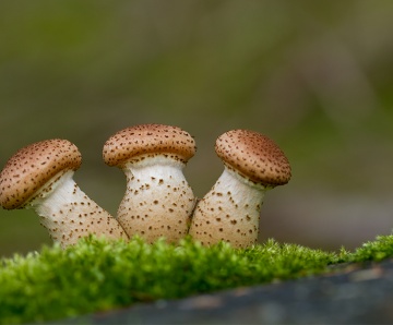 Leo Wijering’s foto’s bij het begin van de herfst