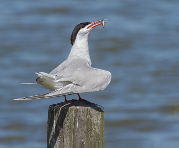 Nieuwe serie natuurfoto’s van Leo Wijering