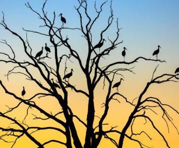 De winnaar van de Roots Natuurfotowedstrijd 2017